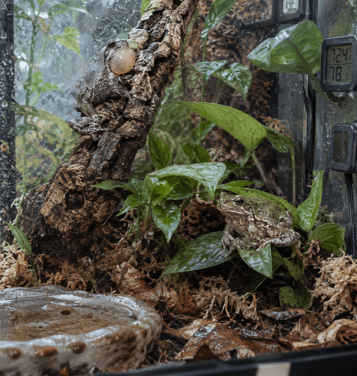Two healthy gray frogs in a misty planted terrarium, one calling on cork bark above an alert female among leaves.