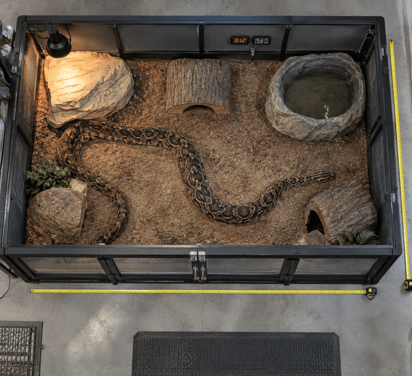 Overhead view of an adult african rock python in a spacious, secure enclosure with measuring tapes, hides, and a water basin.