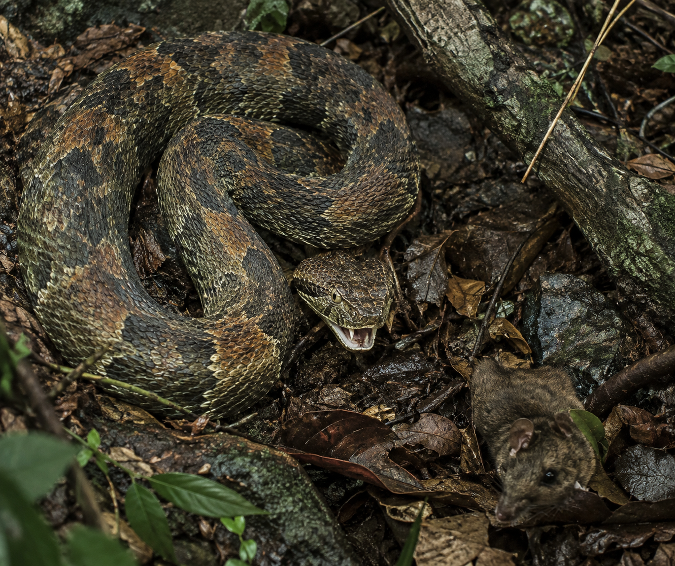 A coiled viperidae snake watches a partly hidden rodent on a shaded forest floor covered in damp leaves and moss.