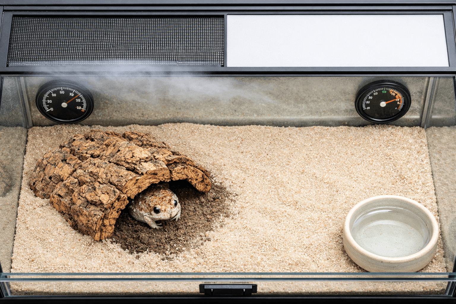 Overhead terrarium view of a desert rain frog beside cork hide, dry sand, damp burrow zone, misted ventilation, and water dish.