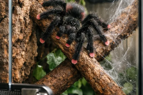 Close-up pink toed tarantula perched on a branch amid cork bark, webs, foliage, and a secure terrarium latch.