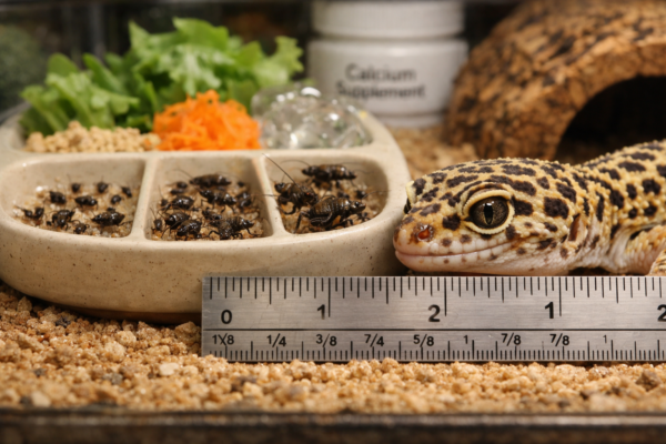 Leopard gecko beside ruler and grouped crickets for lizards in a terrarium feeder dish with greens and calcium.