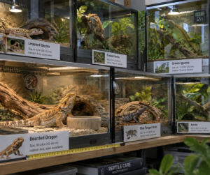 Breeds of lizards in labeled, climate-controlled terrariums, with a bearded dragon sharply focused in the foreground.