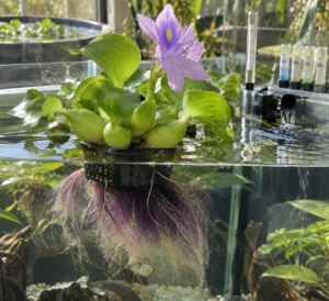 Healthy hyacinth water plant with lavender bloom and feathery roots in a clean glass paludarium.
