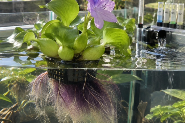 Healthy hyacinth water plant with lavender bloom and feathery roots in a clean glass paludarium.