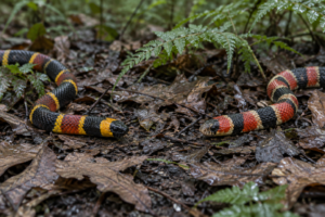 Coral snake vs king snake: a coral snake with red and yellow bands beside a scarlet kingsnake with red and black bands in leaf litter.