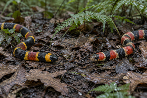 Coral snake vs king snake: a coral snake with red and yellow bands beside a scarlet kingsnake with red and black bands in leaf litter.