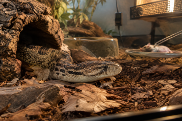 Close-up of a calm, patterned gopher snake resting beside a cork-bark hide in a naturalistic enclosure with leaf litter and a water bowl.