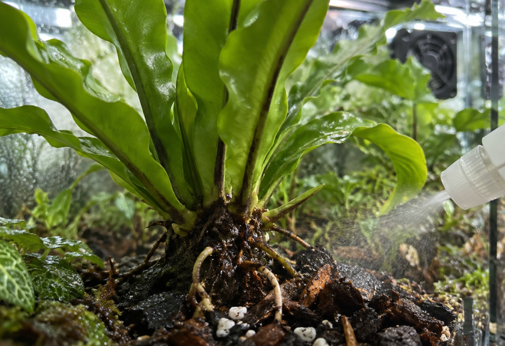 Close-up of fern birds nest roots in moist terrarium soil as a spray bottle mists the substrate, keeping the crown dry.