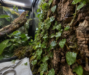 Creeping fig with water droplets covers a cork terrarium wall; pruning scissors rest nearby as a gecko clings to a branch.