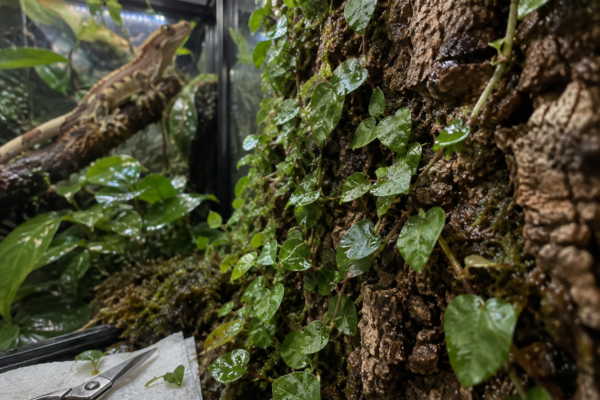Creeping fig with water droplets covers a cork terrarium wall; pruning scissors rest nearby as a gecko clings to a branch.