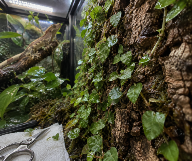 Creeping fig with water droplets covers a cork terrarium wall; pruning scissors rest nearby as a gecko clings to a branch.