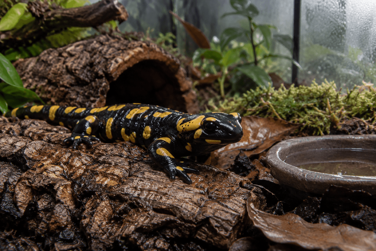 Fire salamander with glossy black-and-yellow markings rests on damp cork bark in a mossy, naturalistic terrarium.