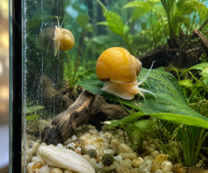 Two gold mystery snails in a planted aquarium: one on a green leaf, the smaller one clinging to the glass.