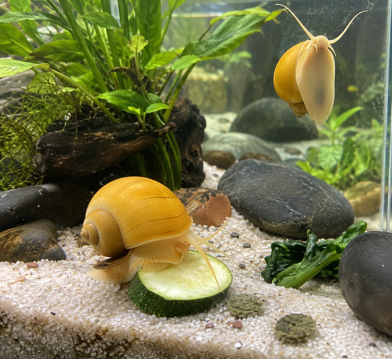 Gold mystery snails feed on zucchini and algae wafers in a clean, sunlit freshwater aquarium.